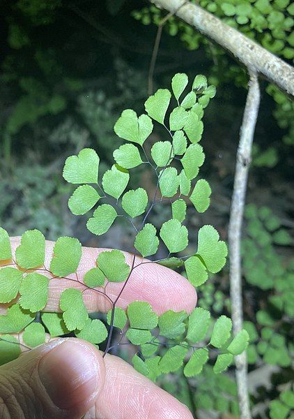 File:Adiantum atroviride 134913524.jpg