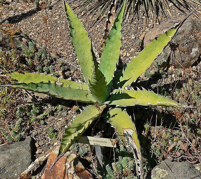 File:Agave xylonacantha 1.jpg