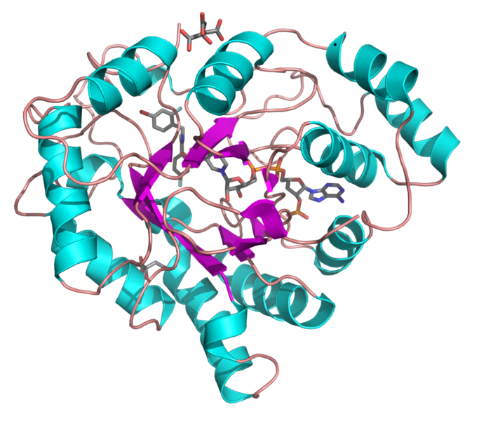 File:Aldose reductase 1us0.png