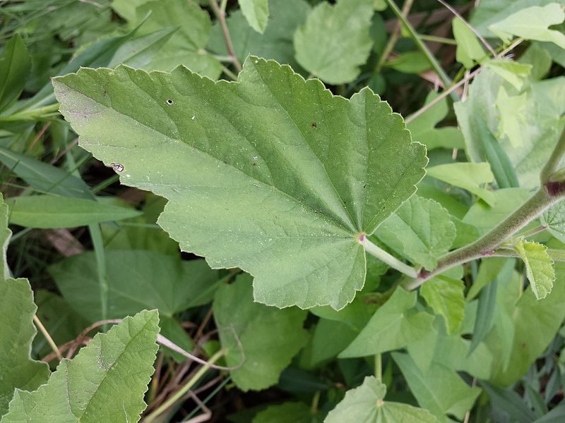 File:Althaea officinalis sl12.jpg