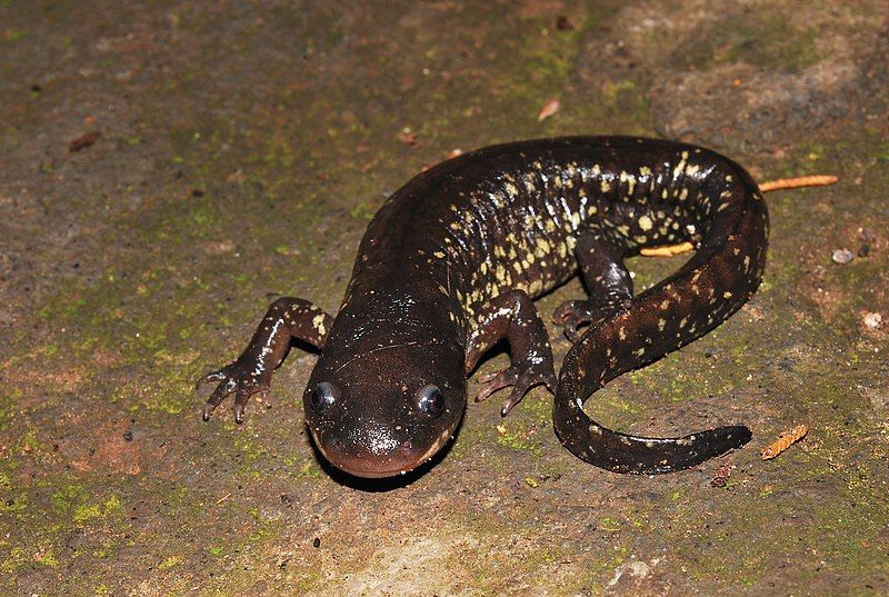 File:Ambystoma flavipiperatum 67940860.jpg