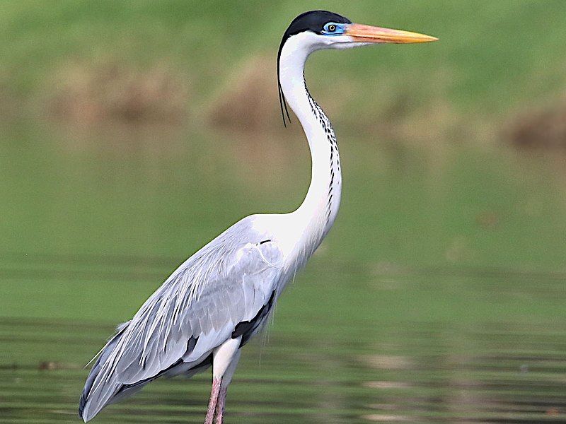 File:Ardea cocoi-standing.jpg