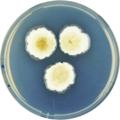 Aspergillus jaipurensis growing on CYA plate