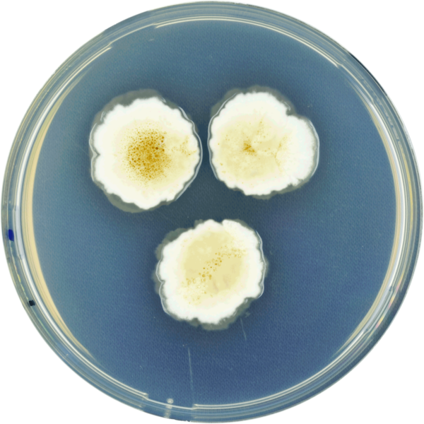 File:Aspergillus indicus cya.png