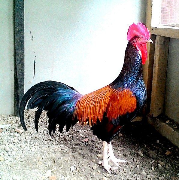 File:Ayam Bekisar Hybrid.jpg