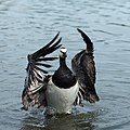 A Barnacle Goose at Helsinki.