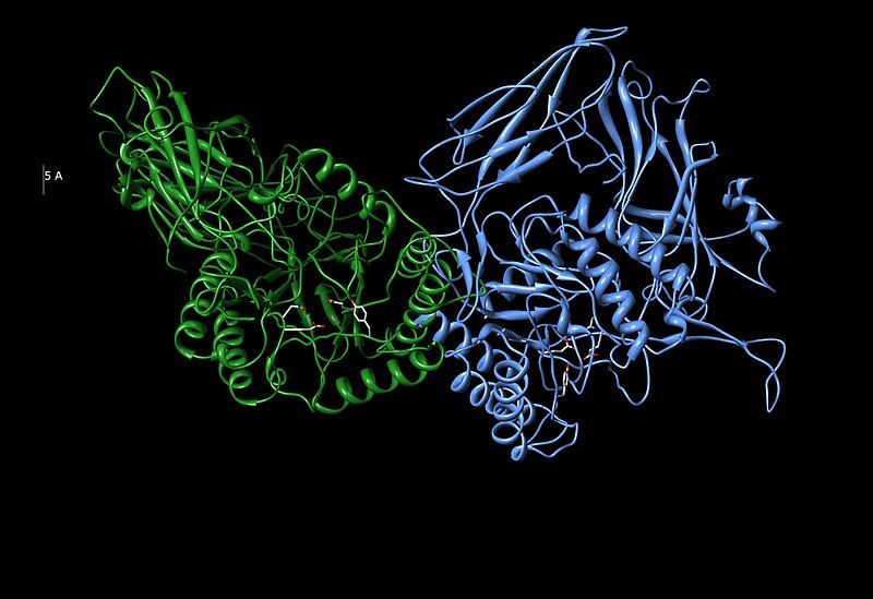 File:Beta Glucuronidase Dimer.jpg