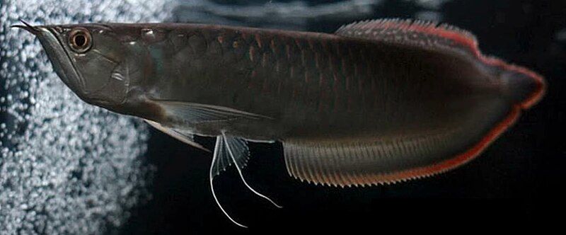 File:Black arowana.jpg