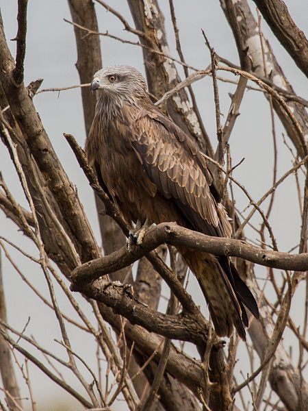 File:Black kite.jpg