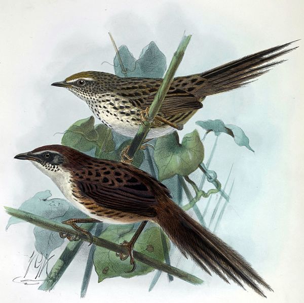 File:Bullers fernbirds.jpg