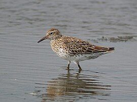 Sharp-tailed sandpiper in Lake McLarty