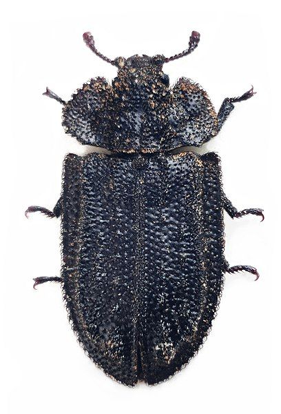 File:Calitys scabra1.jpg