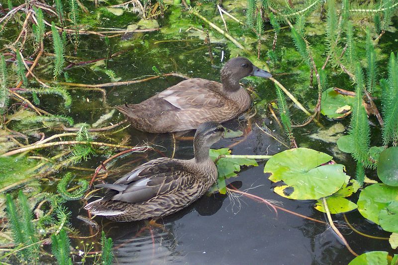 File:Campbell Mallard.jpg