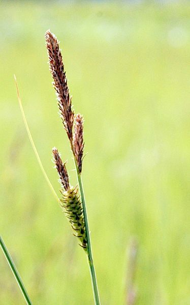 File:Carex stricta 2.jpg