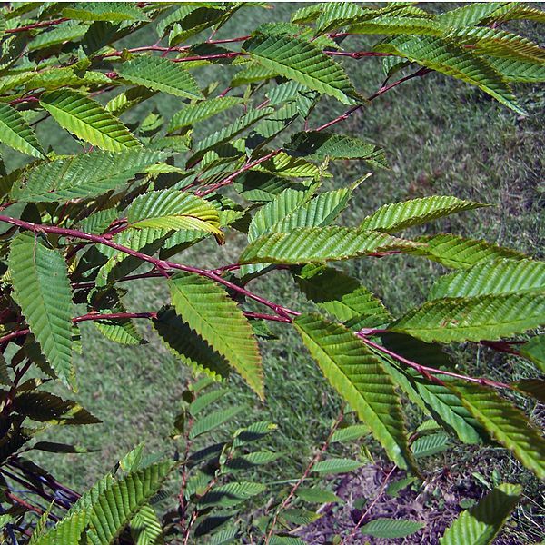 File:Carpinus japonica.jpg