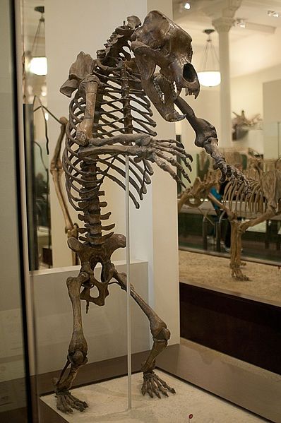 File:Cave bear AMNH.jpg