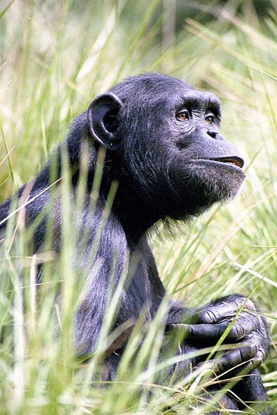 File:Chimpthink.jpg