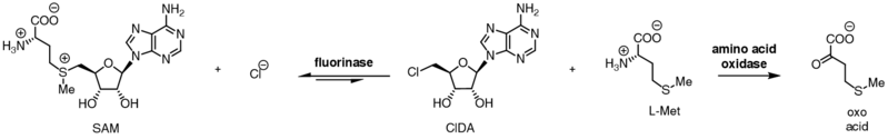 File:Chlorinase reaction.png