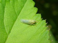 A top down photo of a specimen from the species Cicadula quadrinotata on a leaf.