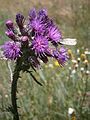 Cirsium palustre