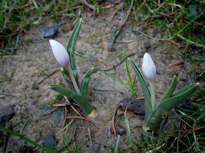 File:Colchicum hungaricum 003.jpg