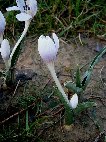 File:Colchicum hungaricum 006.jpg