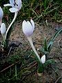 Colchicum hungaricum close-up