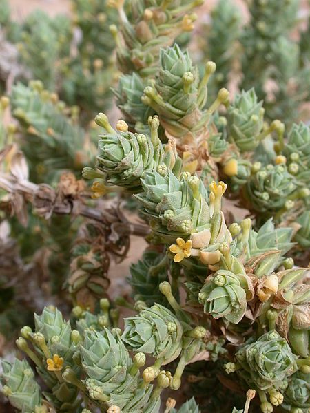 File:Crucianella maritima 1.JPG