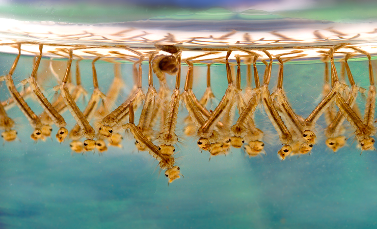 Larvae of Culex Mosquitoes