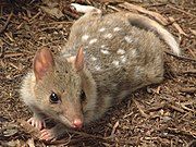 Brown white-spotted quoll