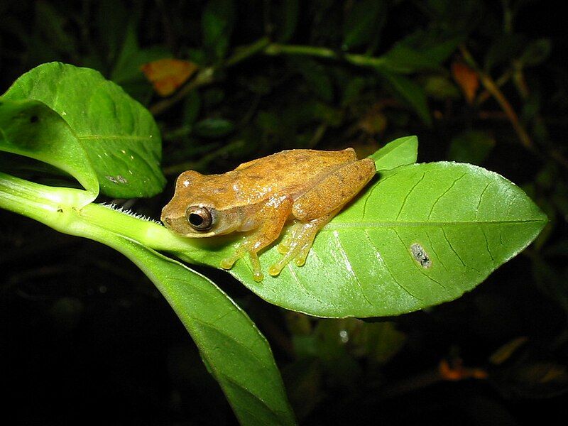 File:Dendropsophus branneri.jpg