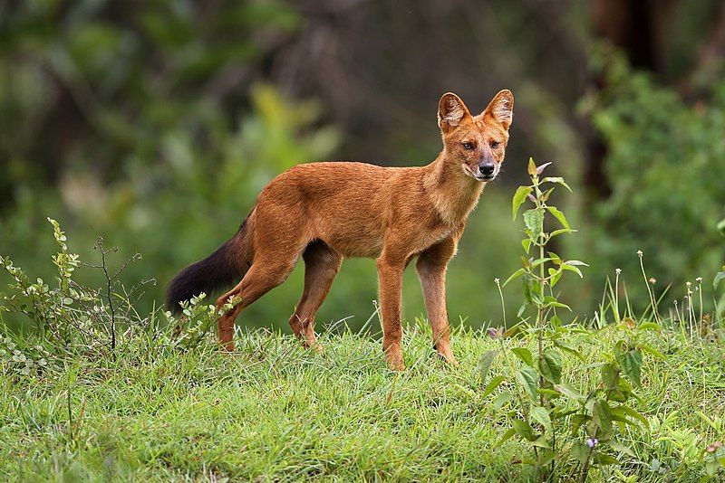 File:Dhole(Asiatic wild dog).jpg