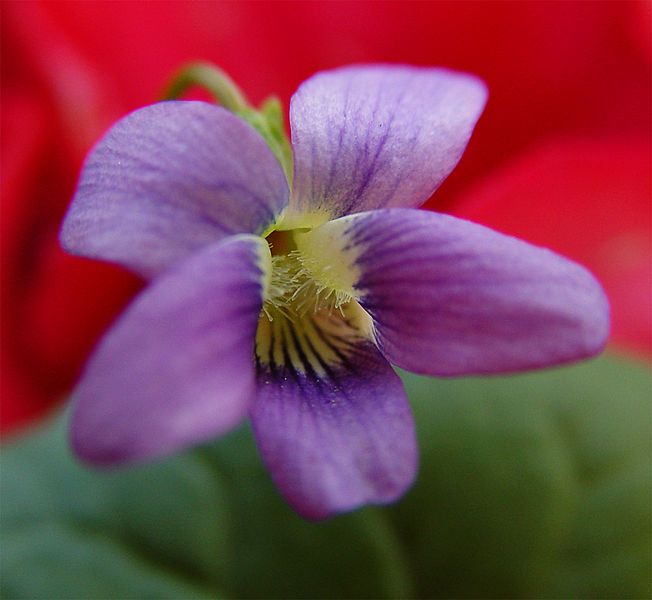 File:Dogviolet2.jpg