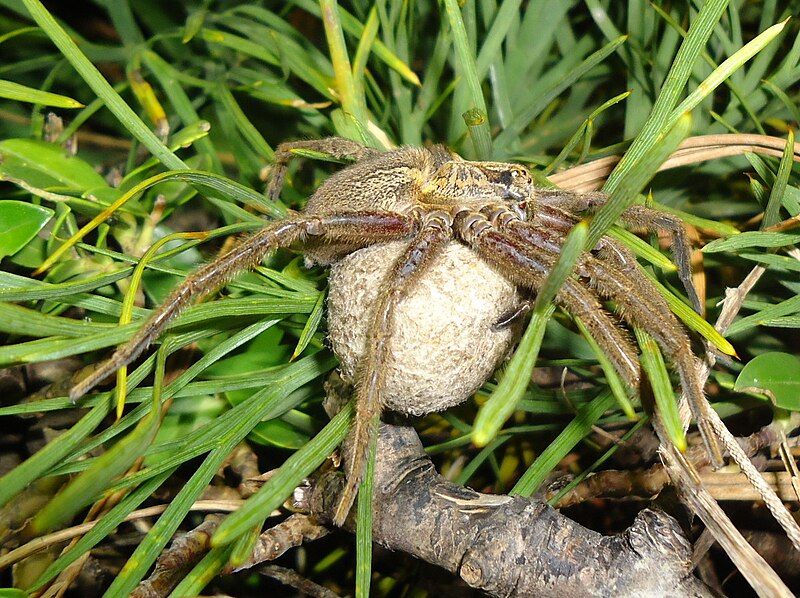 File:Dolomedes schauinslandi 1805950.jpg