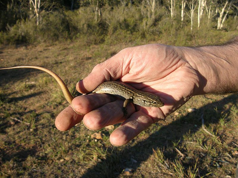 File:Egernia whitii.jpg