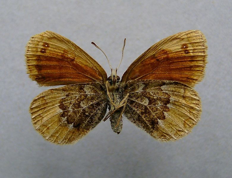 File:Erebia cassioides.underside.jpg