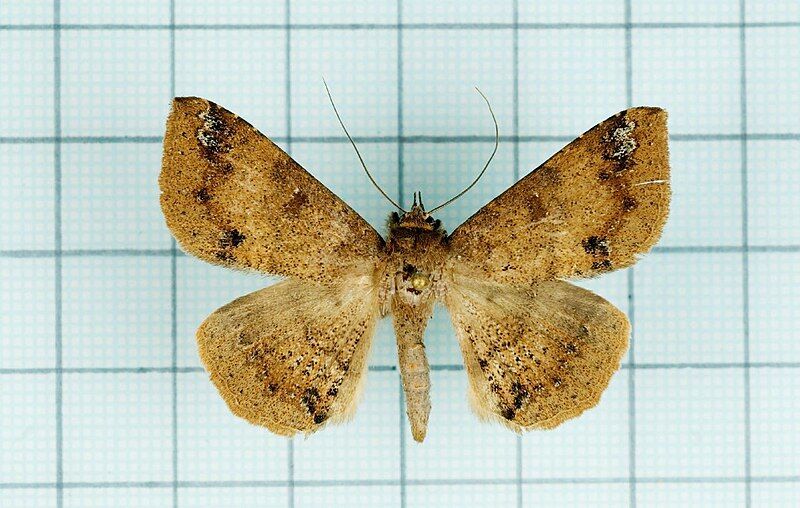 File:Ericeia inangulata female.jpg