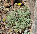 Erigeron vagus