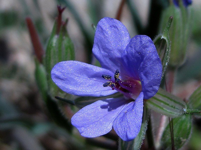 File:Erodium ciconium (7072216665).jpg