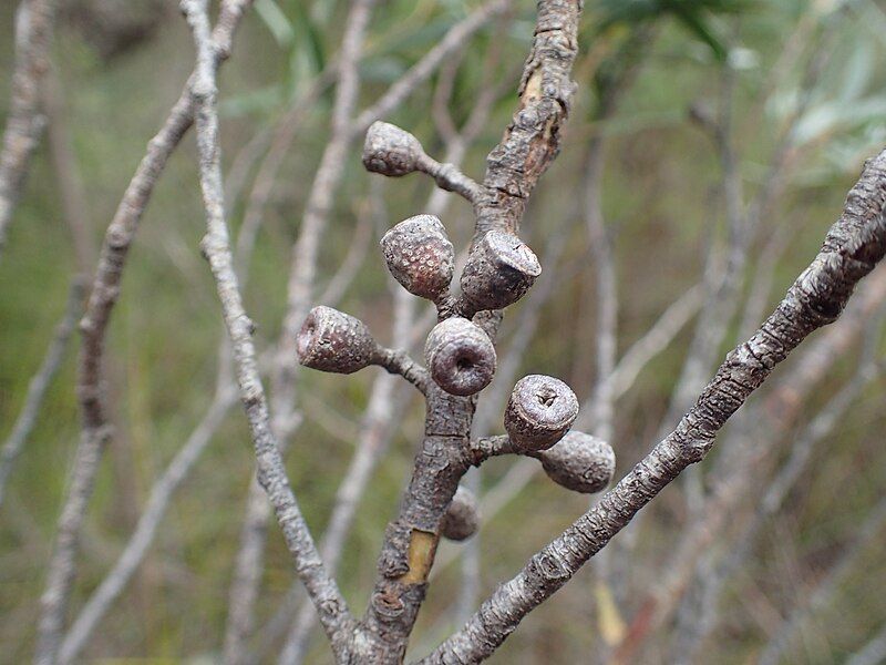 File:Eucalyptus approximans fruit.jpg