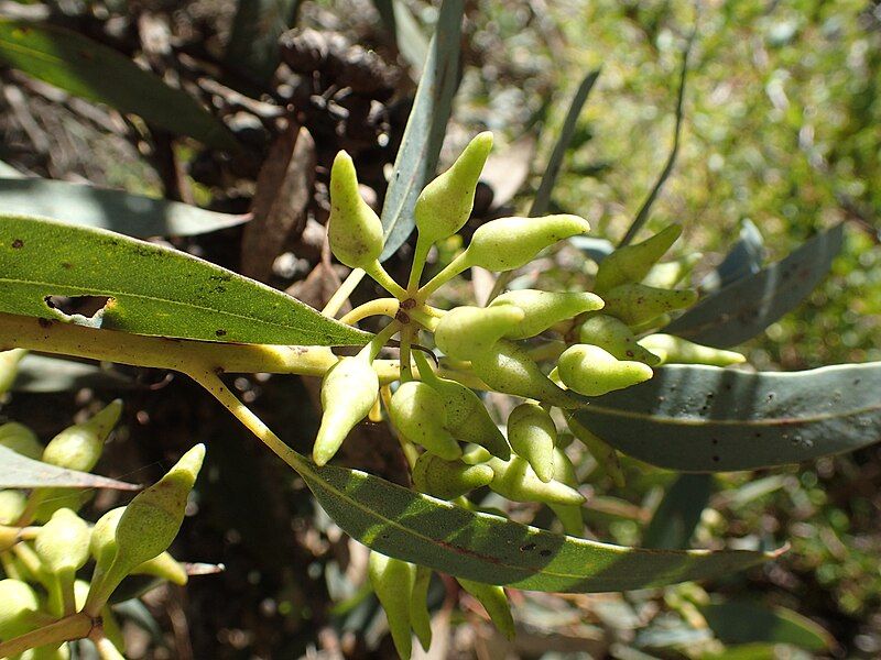 File:Eucalyptus falcata buds(2).jpg