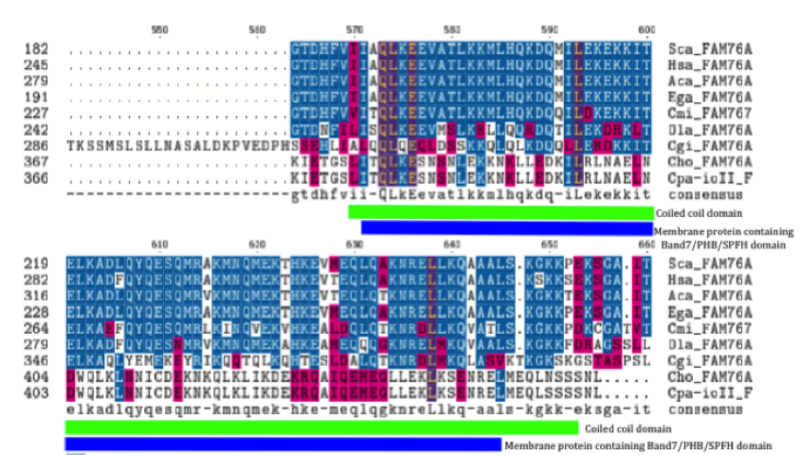 File:FAM76A MSA4.png