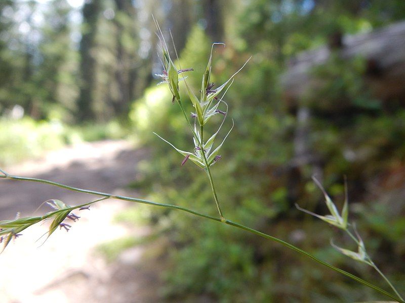 File:Festuca subulata (27776367973).jpg