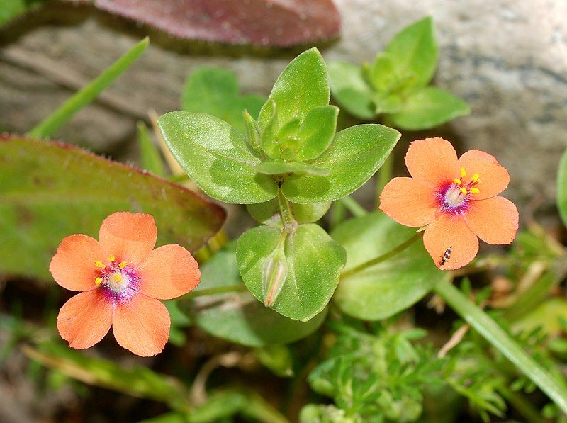 File:Flowers March 2008-19.jpg