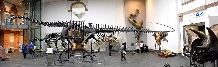 Original Diplodocus