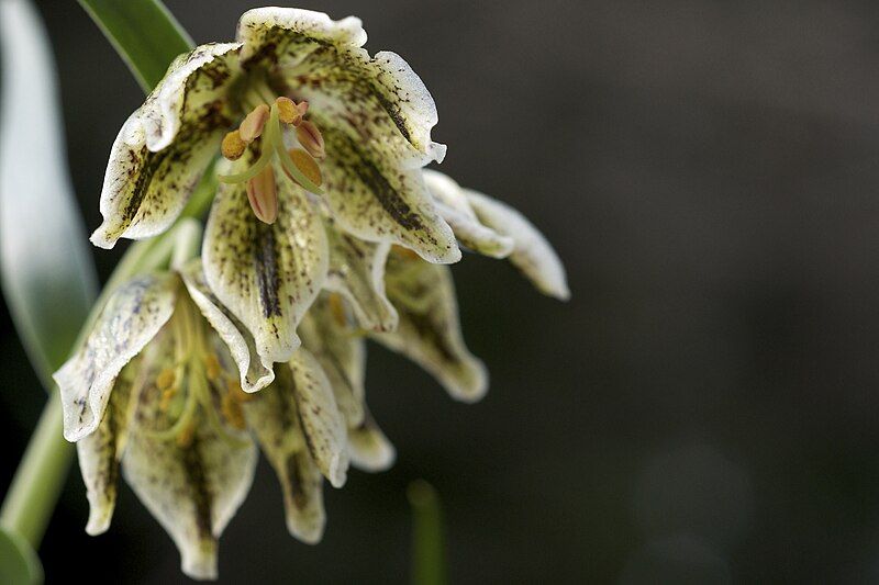 File:Fritillaria purdyi.jpg