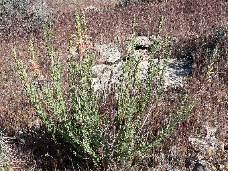 File:Gaura coccinea 4.jpg