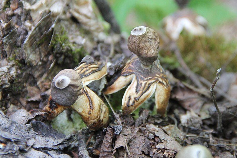 File:Geastrum quadrifidum 89496.jpg