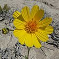 Geraea canescens