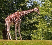 Giraffe